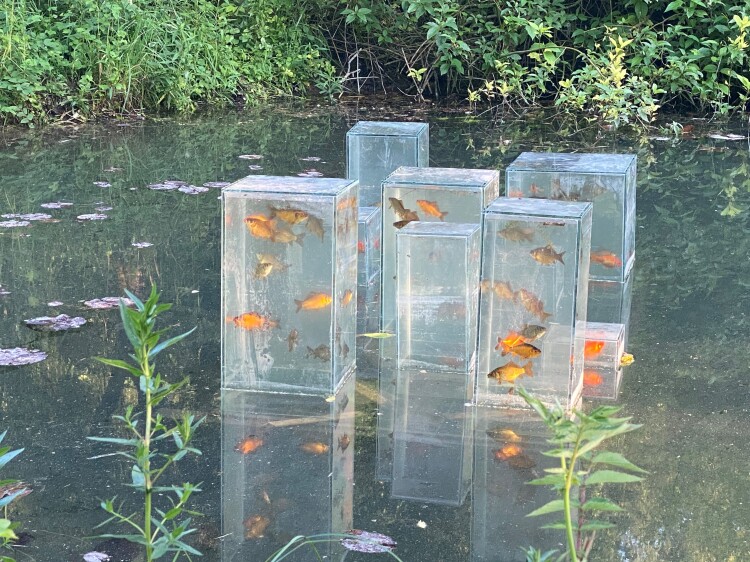 Funktionale Verstädterung - Städte voller Glück (huber.huber): Den Goldfischen gefällts. Sie schwimmen freiwillig in die Hochhäuser und geniessen die Aussicht.